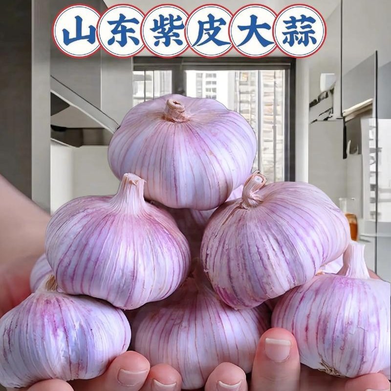 山东蒜头货源充足保质保量支持电商超市团购