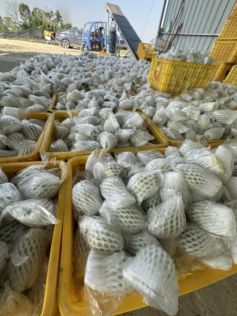 广东湛江番石榴红心芭乐产地批发货源充足，量大从优