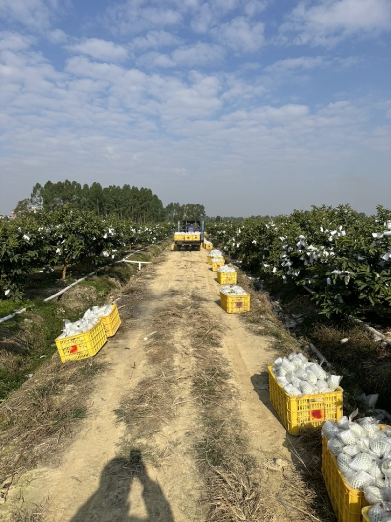 广东湛江番石榴红心芭乐产地批发货源充足，量大从优