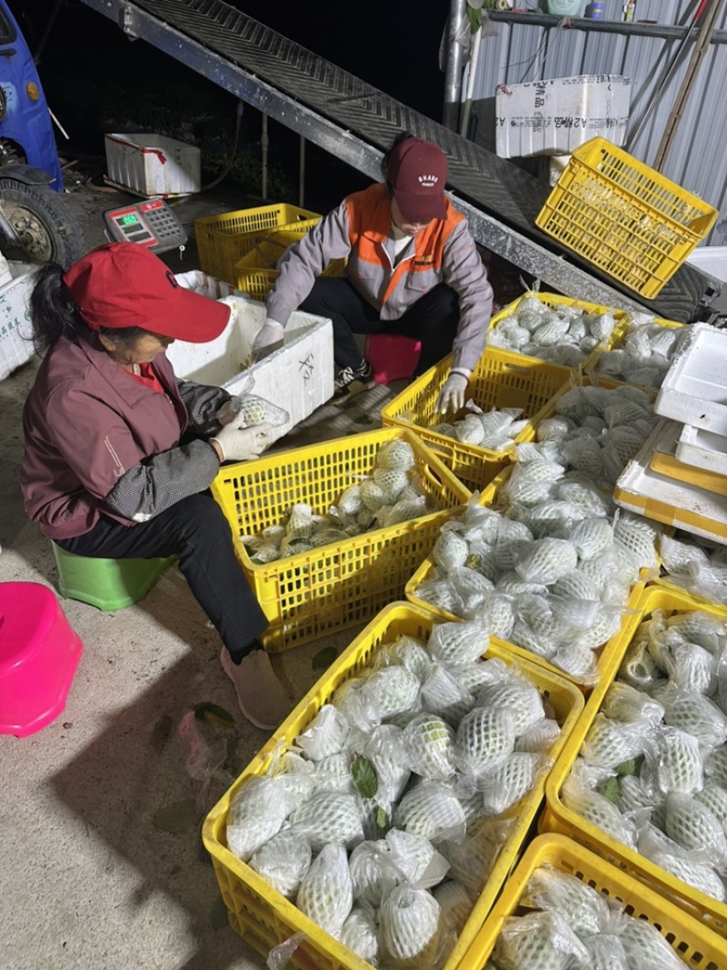 广东湛江番石榴红心芭乐产地批发货源充足，量大从优