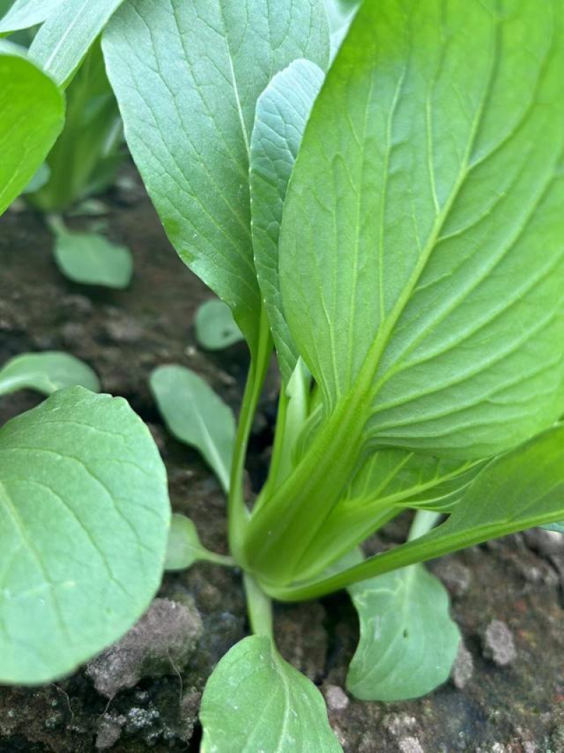 油菜优选上海青大量低价供货，产地发货一手货源可视频看货