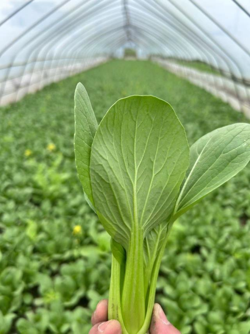 油菜优选上海青大量低价供货，产地发货一手货源可视频看货