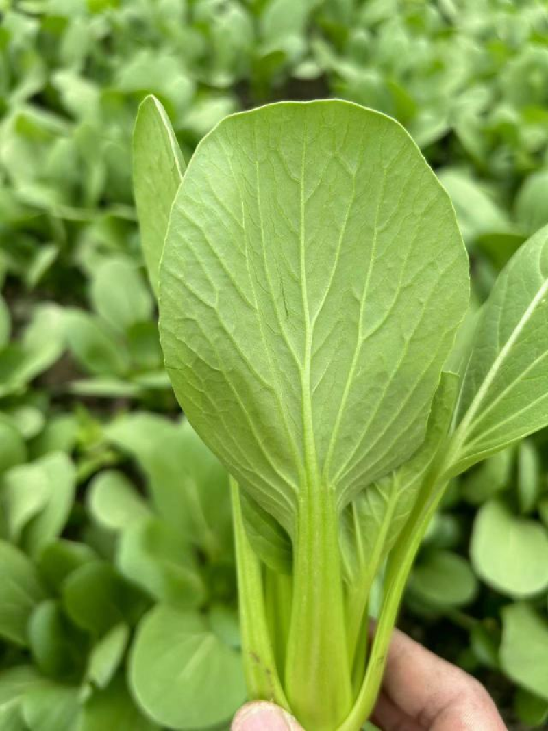 油菜优选上海青大量低价供货，产地发货一手货源可视频看货