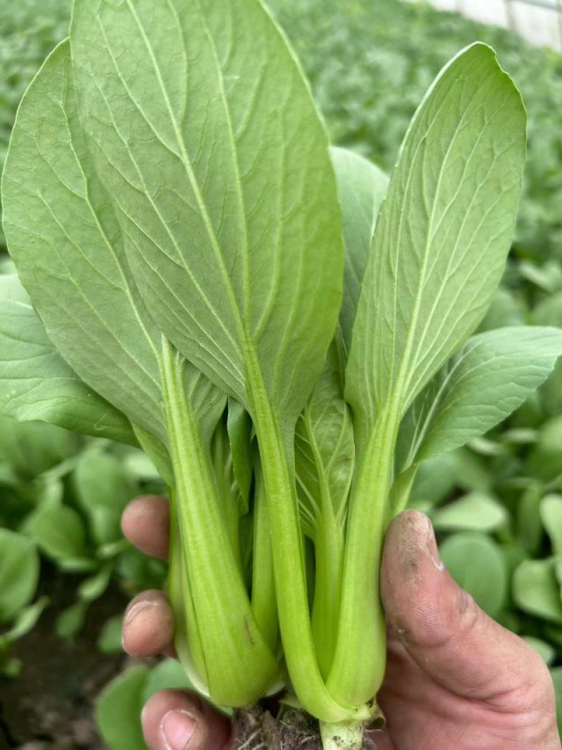 油菜优选上海青大量低价供货，产地发货一手货源可视频看货
