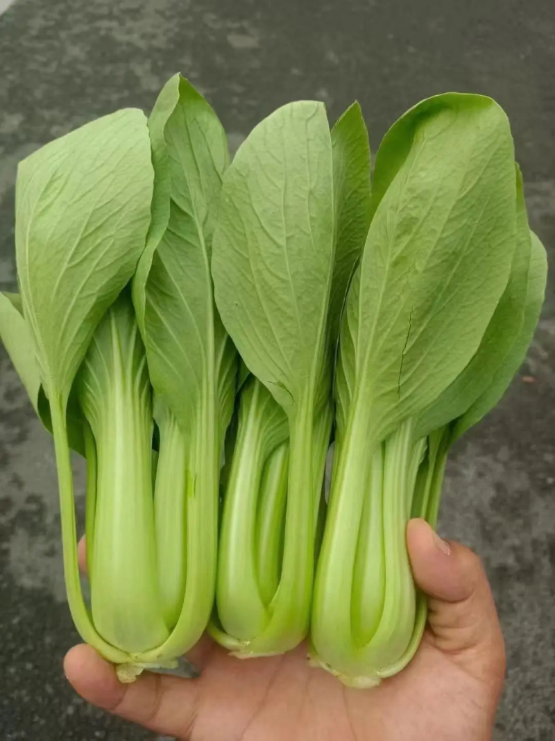油菜优选上海青大量低价供货，产地发货一手货源可视频看货