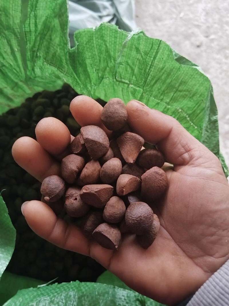 山茶籽