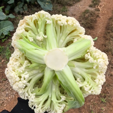 云南精品有机花需要的老板联系支持各种车型