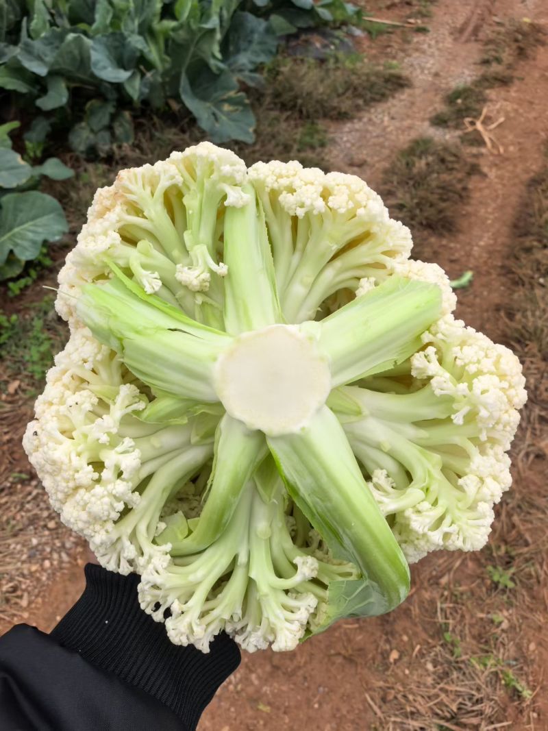 云南精品有机花需要的老板联系支持各种车型