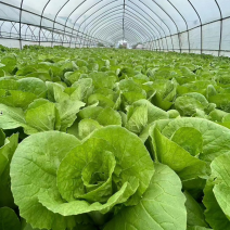 精品小颗毛白菜小白菜脆嫩青菜杭白菜产地供货价格低