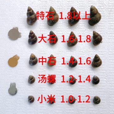 洪湖薄壳螺蛳12-1414-1616-1818以上