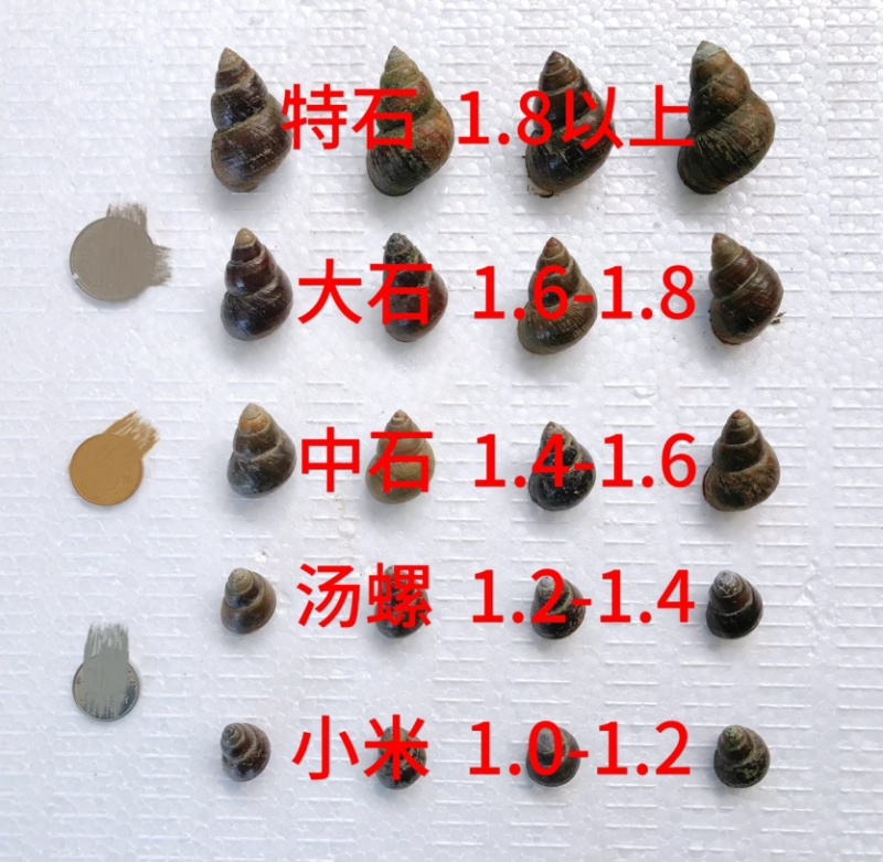 洪湖薄壳螺蛳12-1414-1616-1818以上