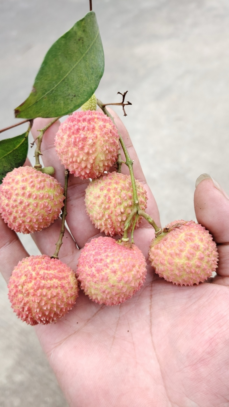 荔枝