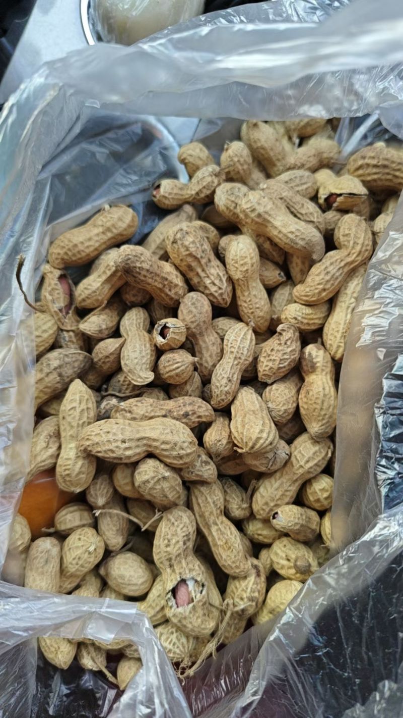 唐山高油酸915通货花生果有一万多斤，
