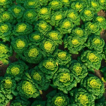 精品黄心菜，有需要的联系，大量上市