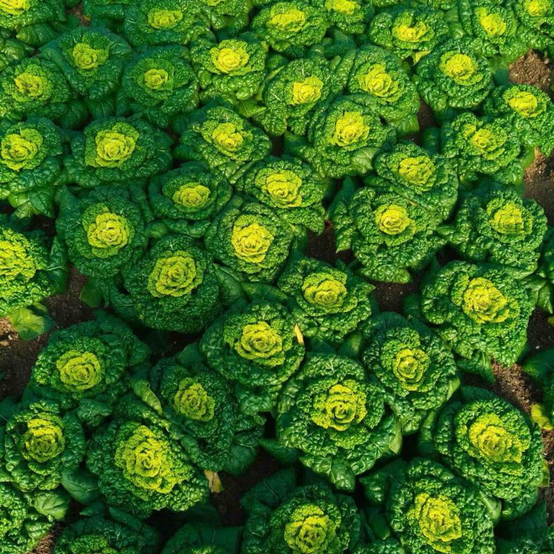 精品黄心菜，有需要的联系，大量上市