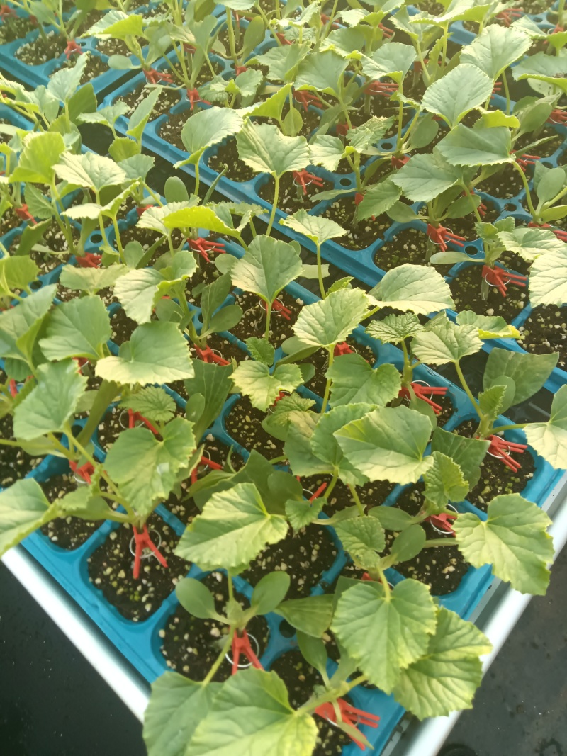 网纹瓜绿宝玉菇坤研博洋系列羊角蜜甜瓜育苗场