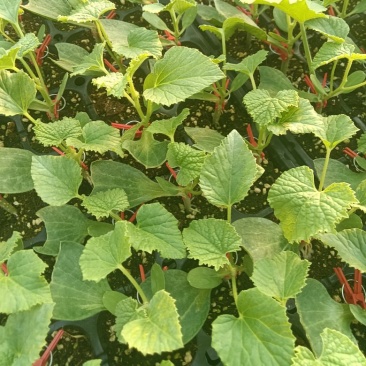 网纹瓜绿宝玉菇坤研博洋系列羊角蜜甜瓜育苗场