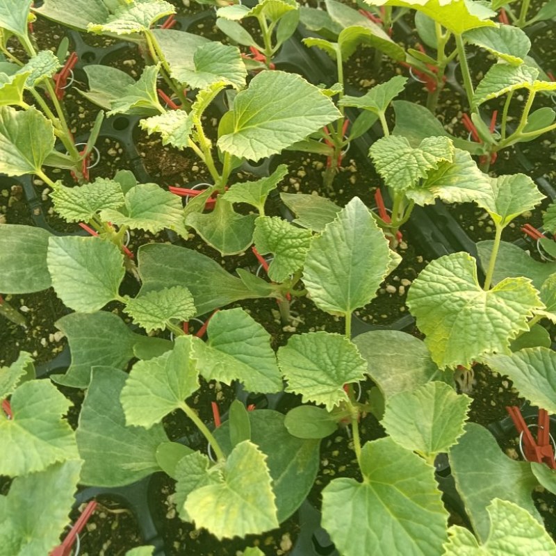 网纹瓜绿宝玉菇坤研博洋系列羊角蜜甜瓜育苗场