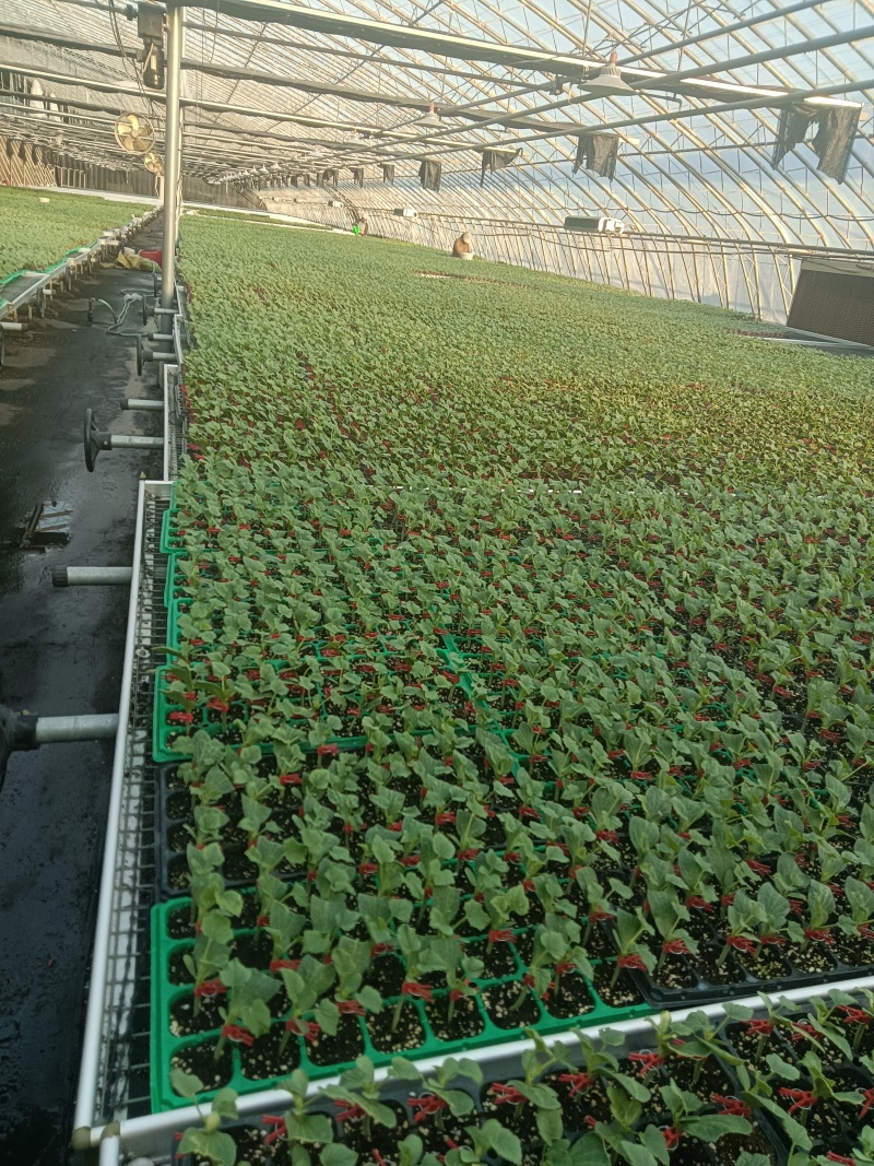 网纹瓜绿宝玉菇坤研博洋系列羊角蜜甜瓜育苗场