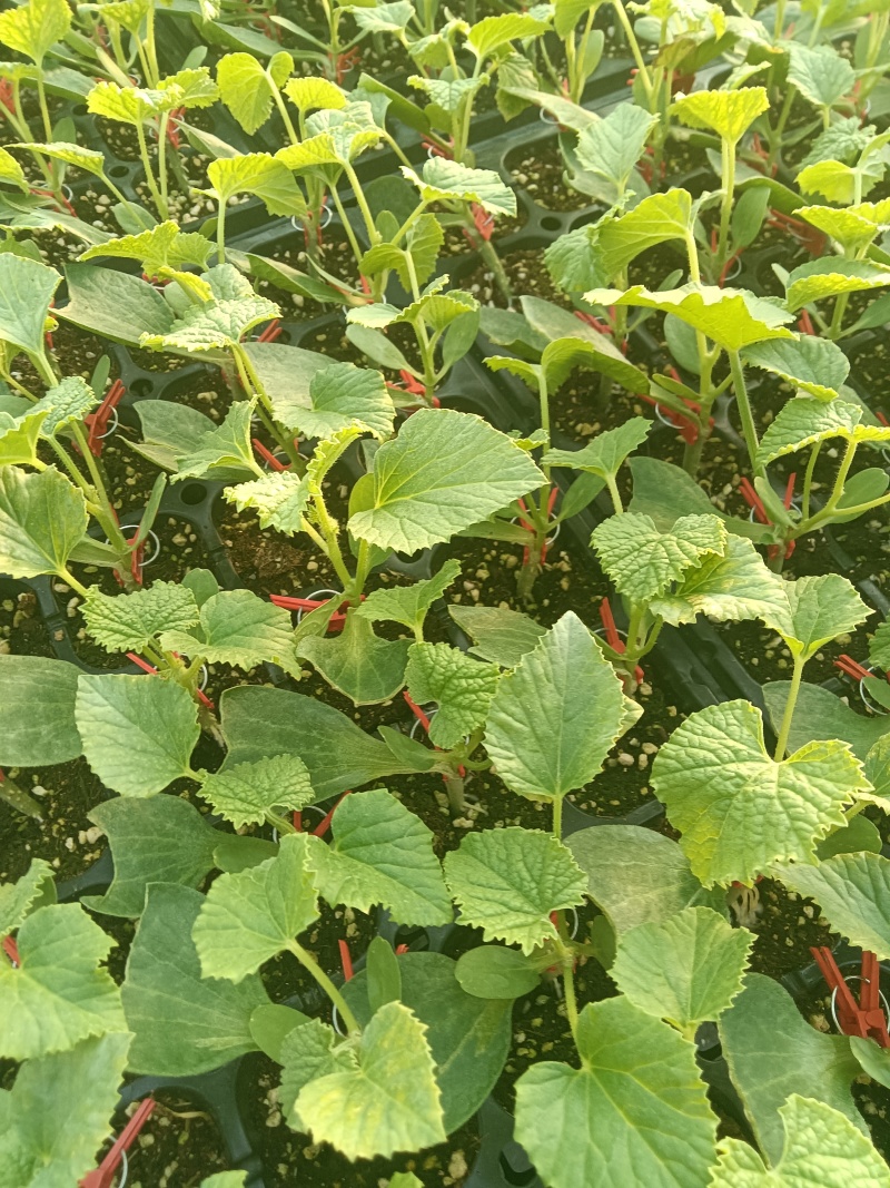 网纹瓜绿宝玉菇坤研博洋系列羊角蜜甜瓜育苗场
