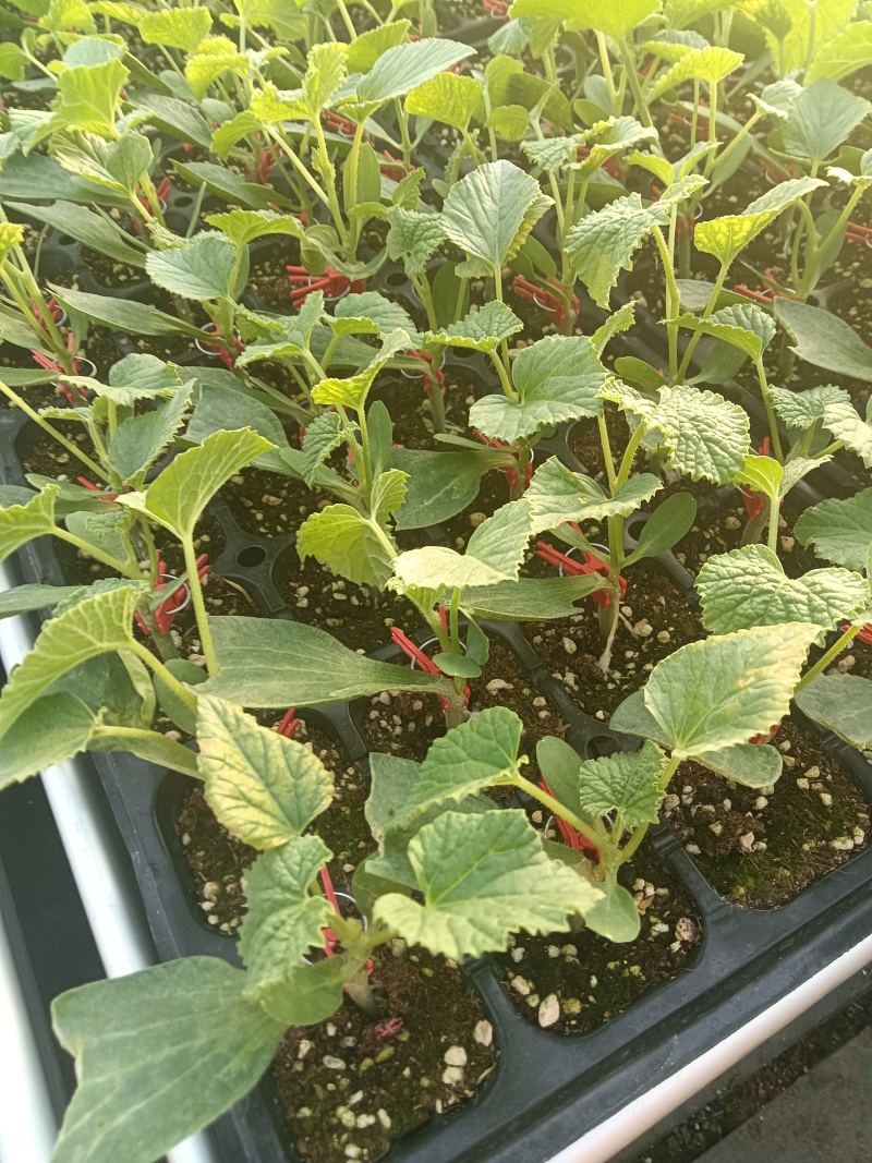 网纹瓜绿宝玉菇坤研博洋系列羊角蜜甜瓜育苗场