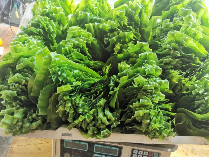 台湾山苏菜