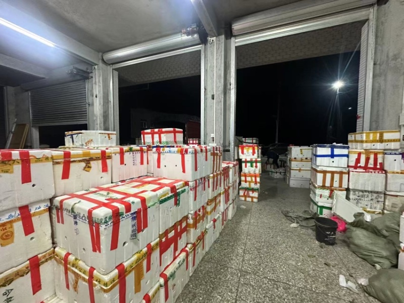 精品白心芭乐白心番石榴一手货源支持分拣规格齐全