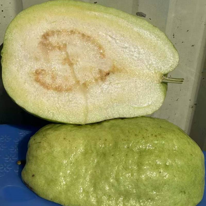 精品白心芭乐白心番石榴一手货源支持分拣规格齐全