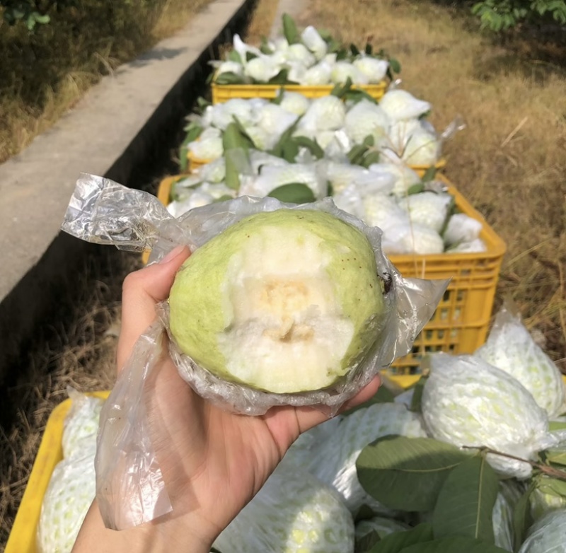 推荐广东番石榴，新鲜采摘，货源充足，支持分拣装车