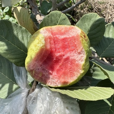 红心芭乐红心番石榴广东基地直发坏果包赔放心咨询