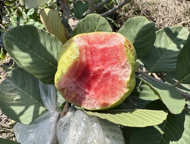 红心芭乐红心番石榴广东基地直发坏果包赔放心咨询