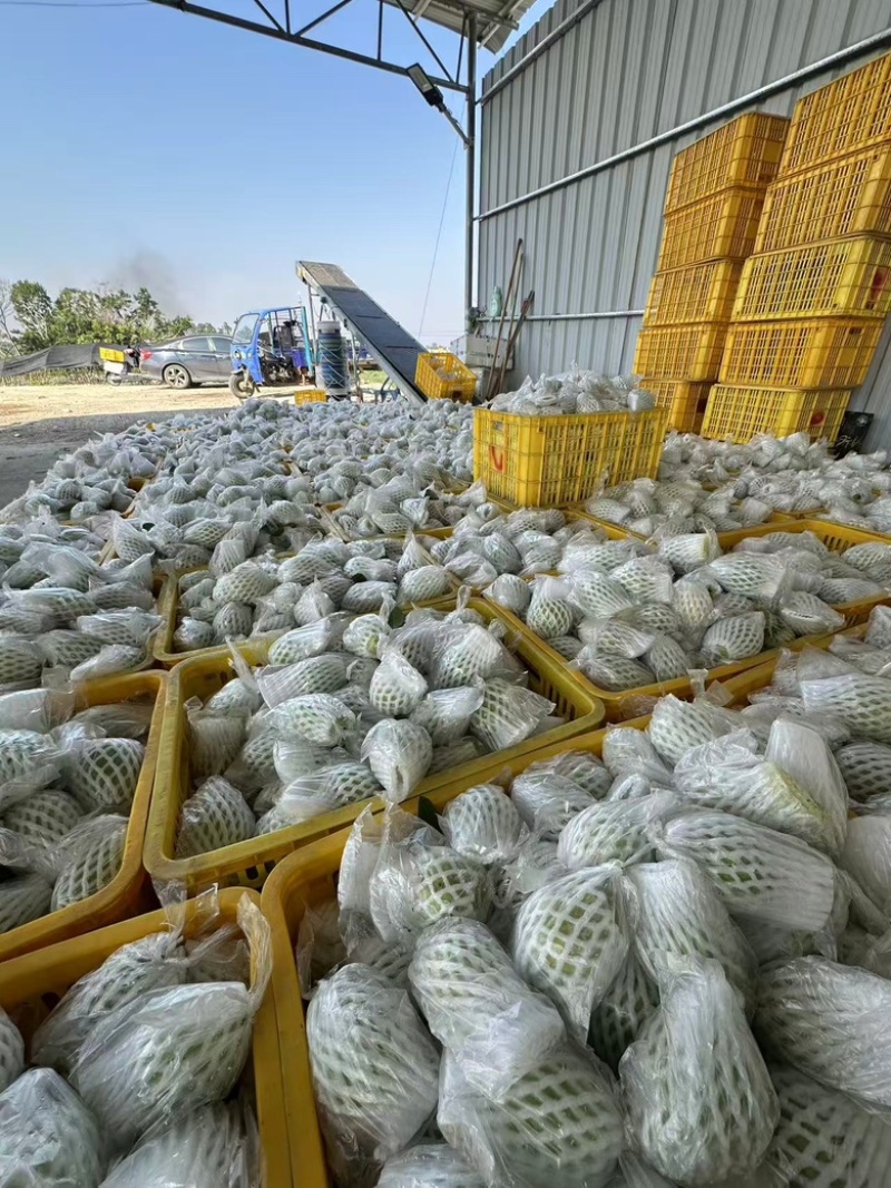 红心芭乐红心番石榴广东基地直发坏果包赔放心咨询