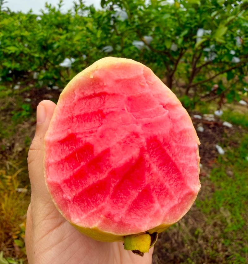 红心芭乐红心番石榴广东基地直发坏果包赔放心咨询