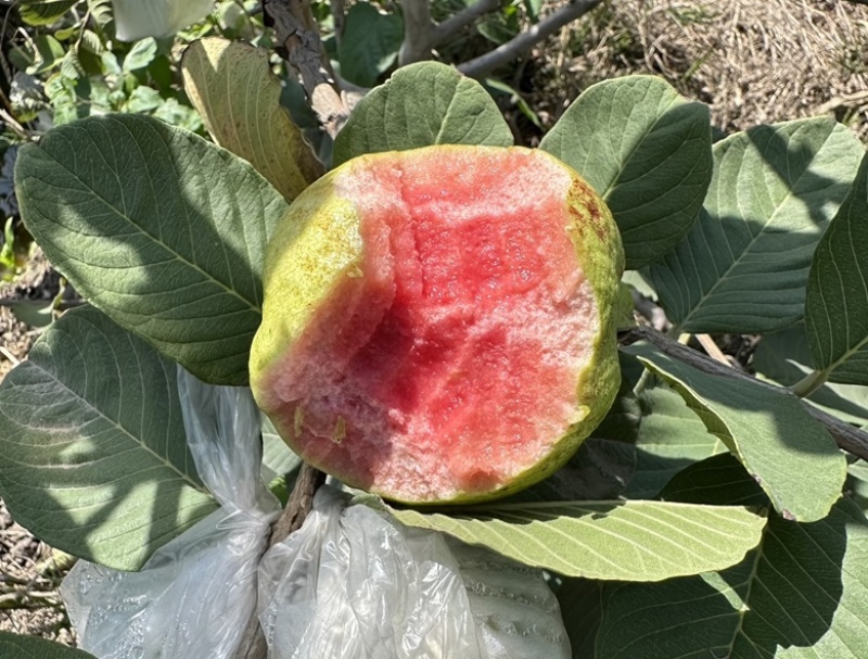 红心芭乐红心番石榴广东基地直发坏果包赔放心咨询