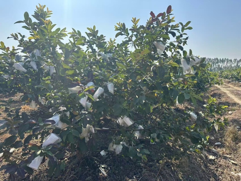 红心芭乐红心番石榴广东基地直发坏果包赔放心咨询
