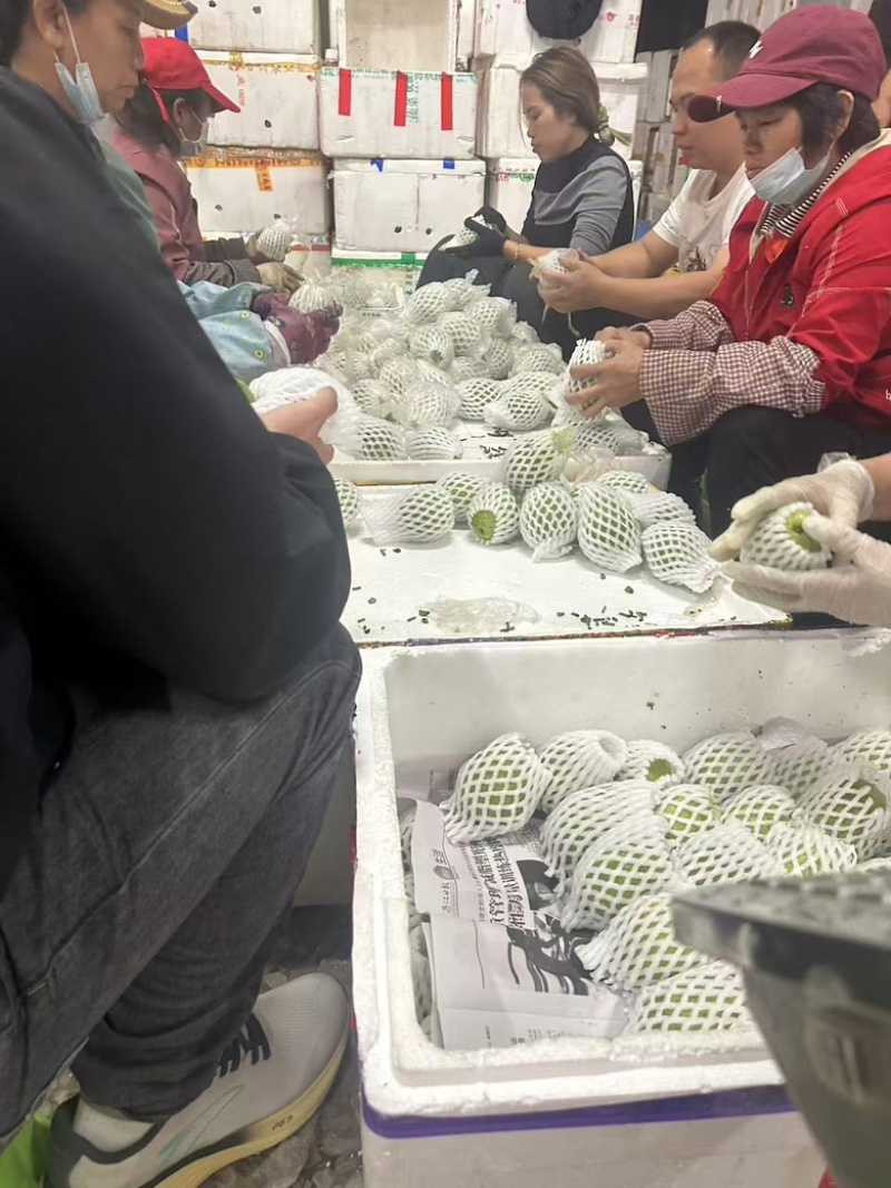 实力推荐红心芭乐红心番石榴一手货源基地发坏果包赔