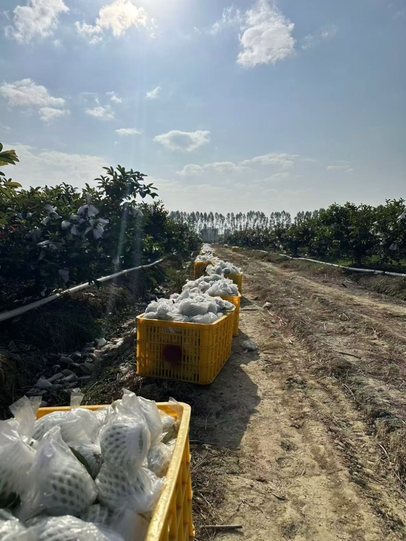 实力推荐红心芭乐红心番石榴一手货源基地发坏果包赔