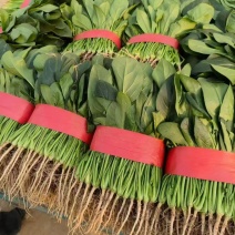 精品菠菜大量供应