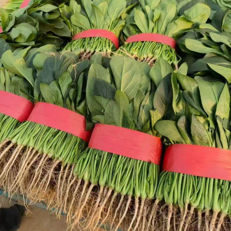 精品菠菜大量供应