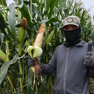 云南省西双版纳鲜食玉米代发。