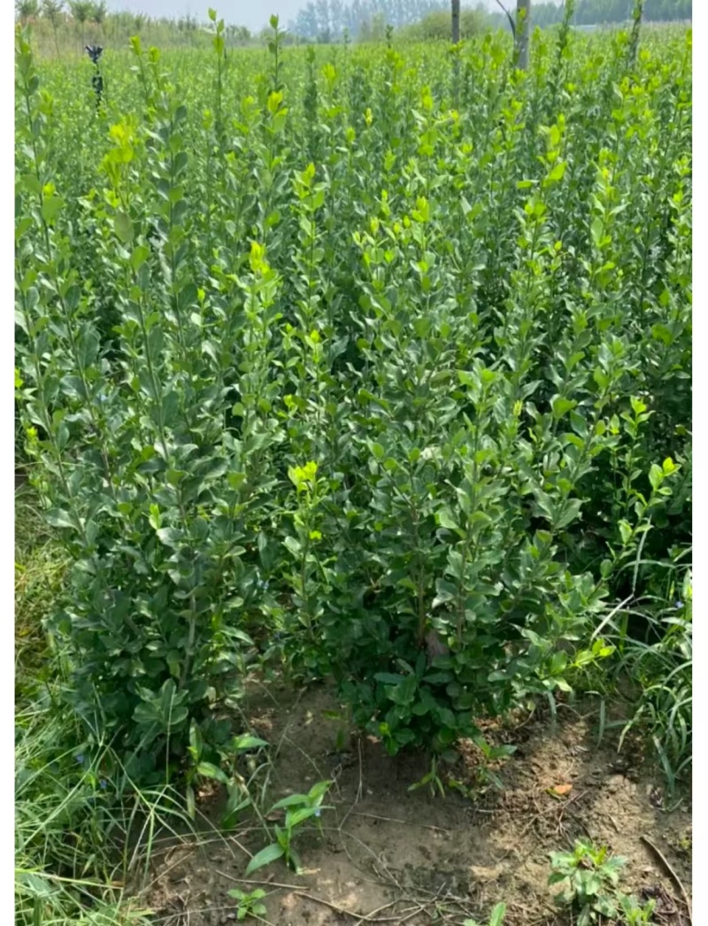 卫矛毛球道路小区绿化篱笆苗卫矛小苗卫矛球四季常青耐