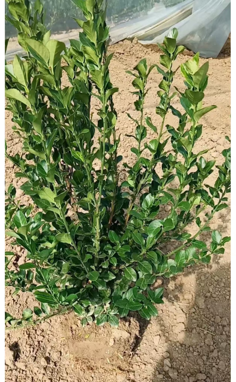 卫矛毛球道路小区绿化篱笆苗卫矛小苗卫矛球四季常青耐