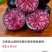 广西红果参
