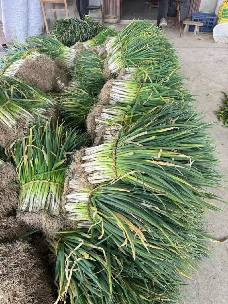 安徽净葱毛葱产地直发全国供货质量保证全国发货量大价优