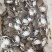 小梭子蟹一斤40个左右