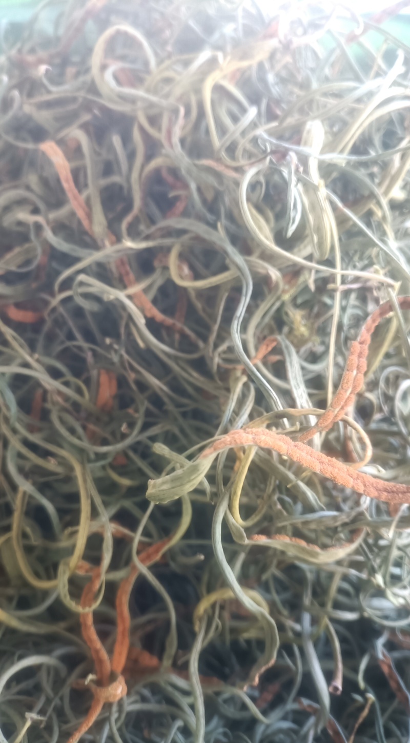 化石草