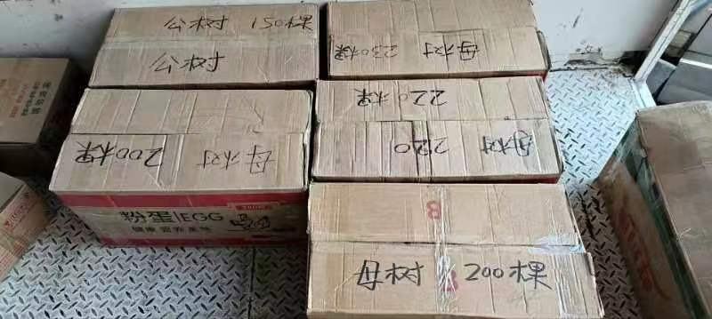 北美冬青小苗树苗冬红美斯特新品种