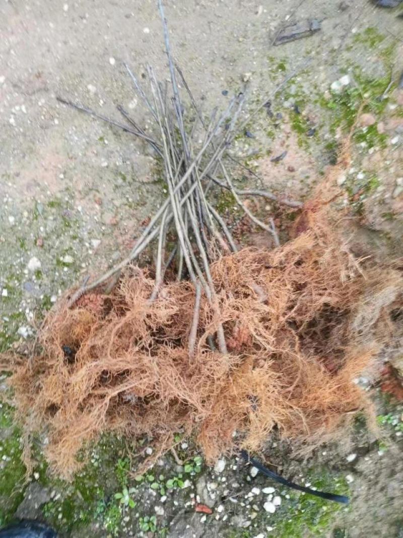 北美冬青小苗树苗冬红美斯特新品种
