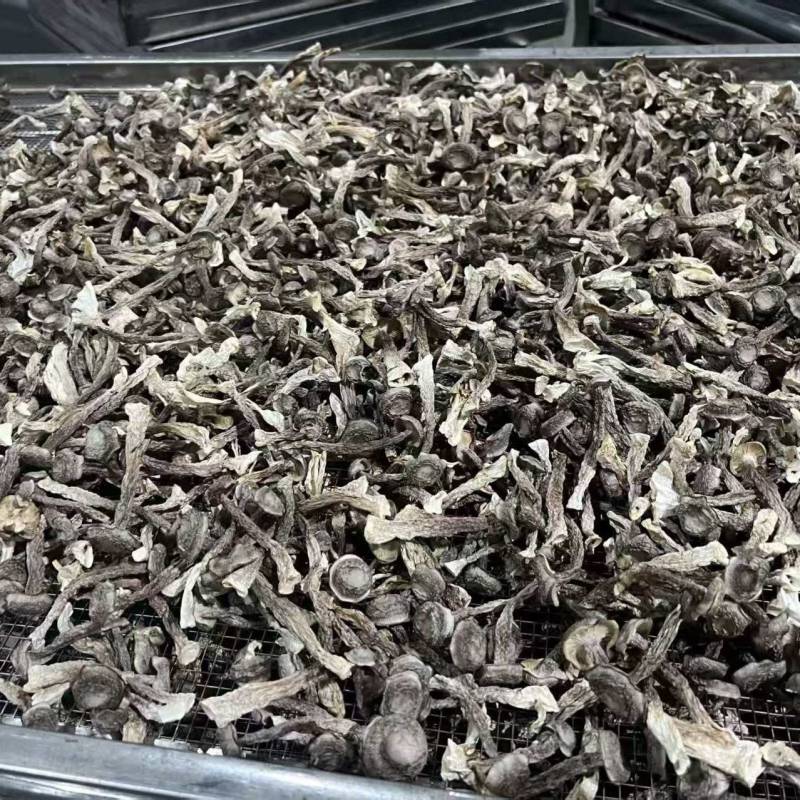 鹿茸菇