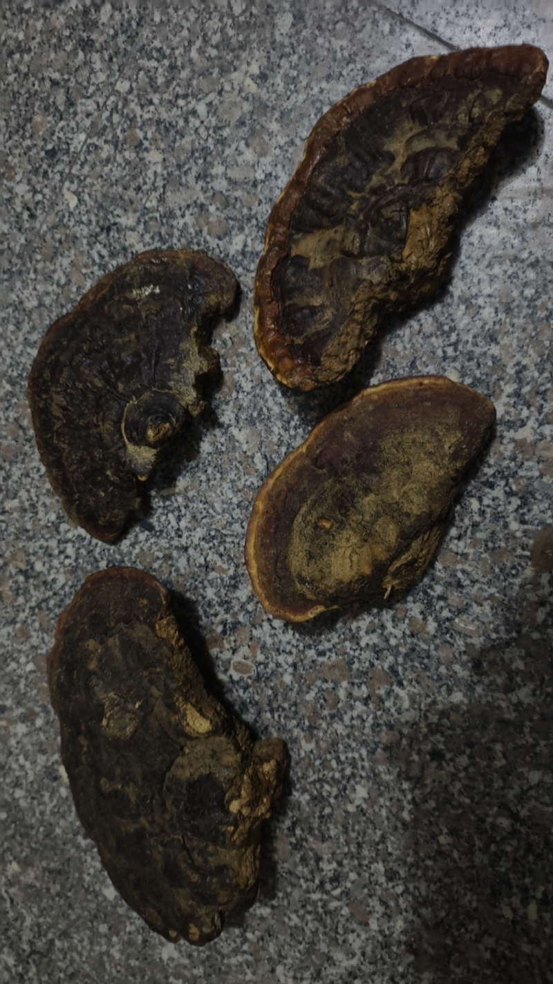 纯野生无柄赤灵芝